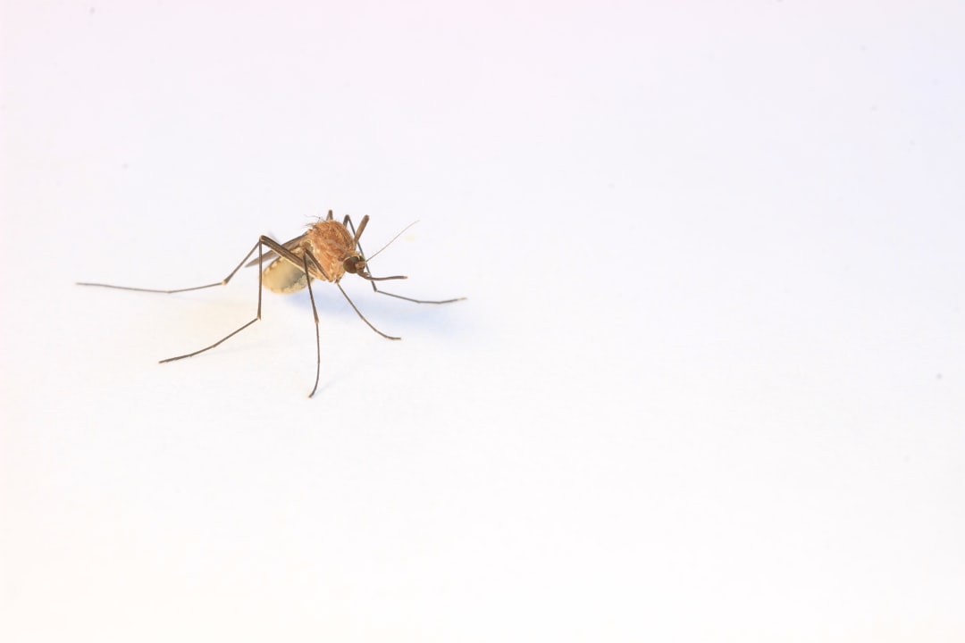 Malaria