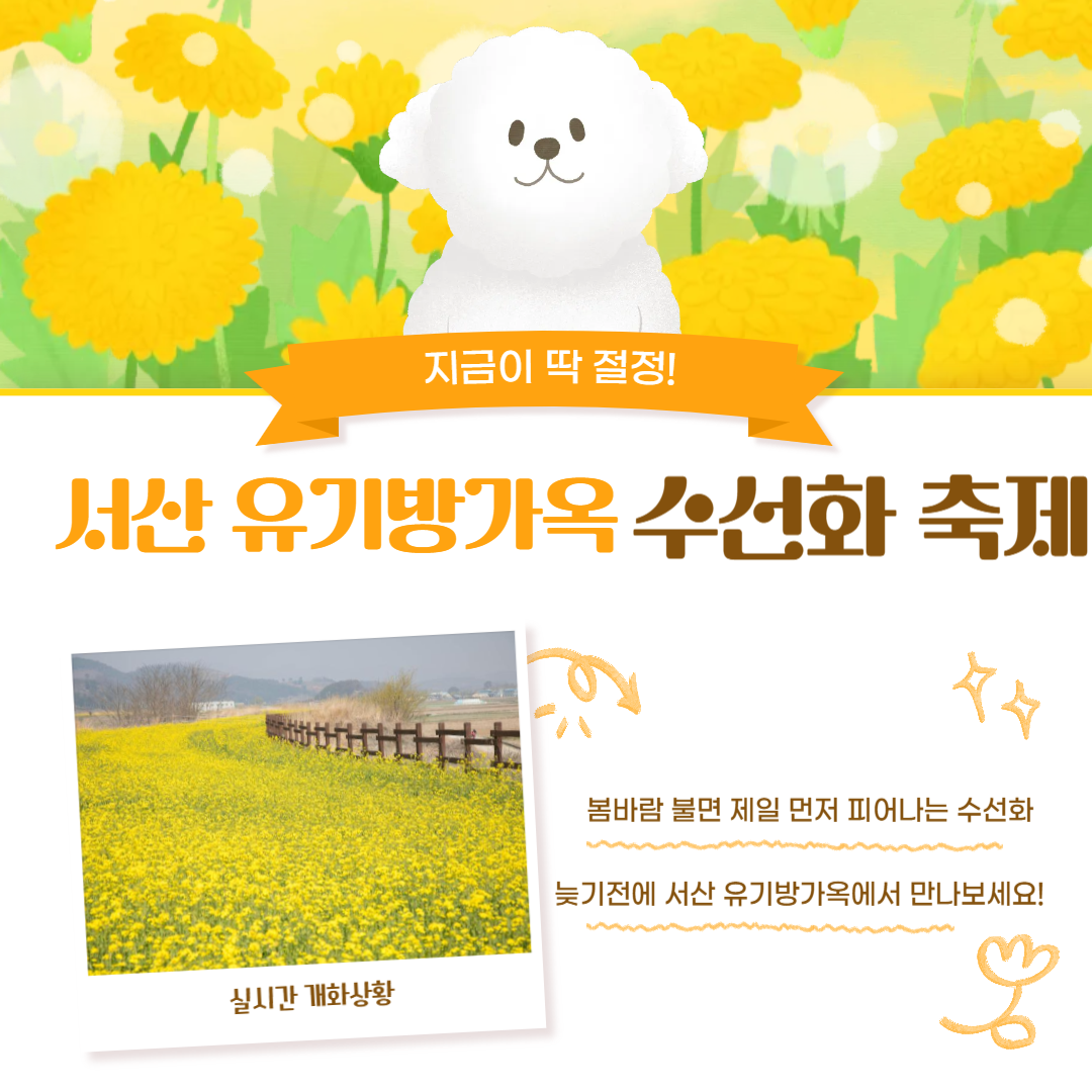 서산 유기방가옥 수선화축제 개화 상황