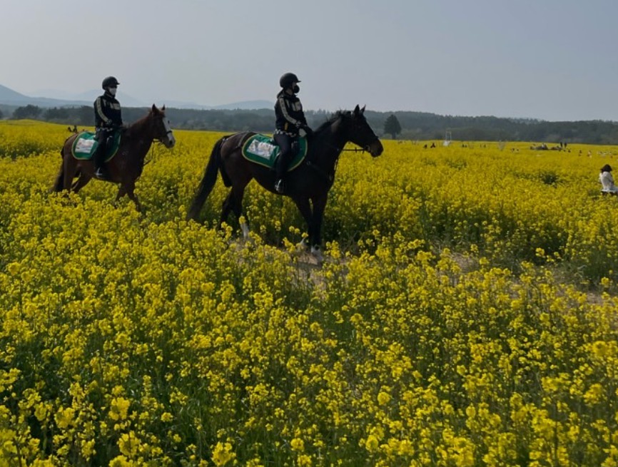 4월 제주도 유채꽃