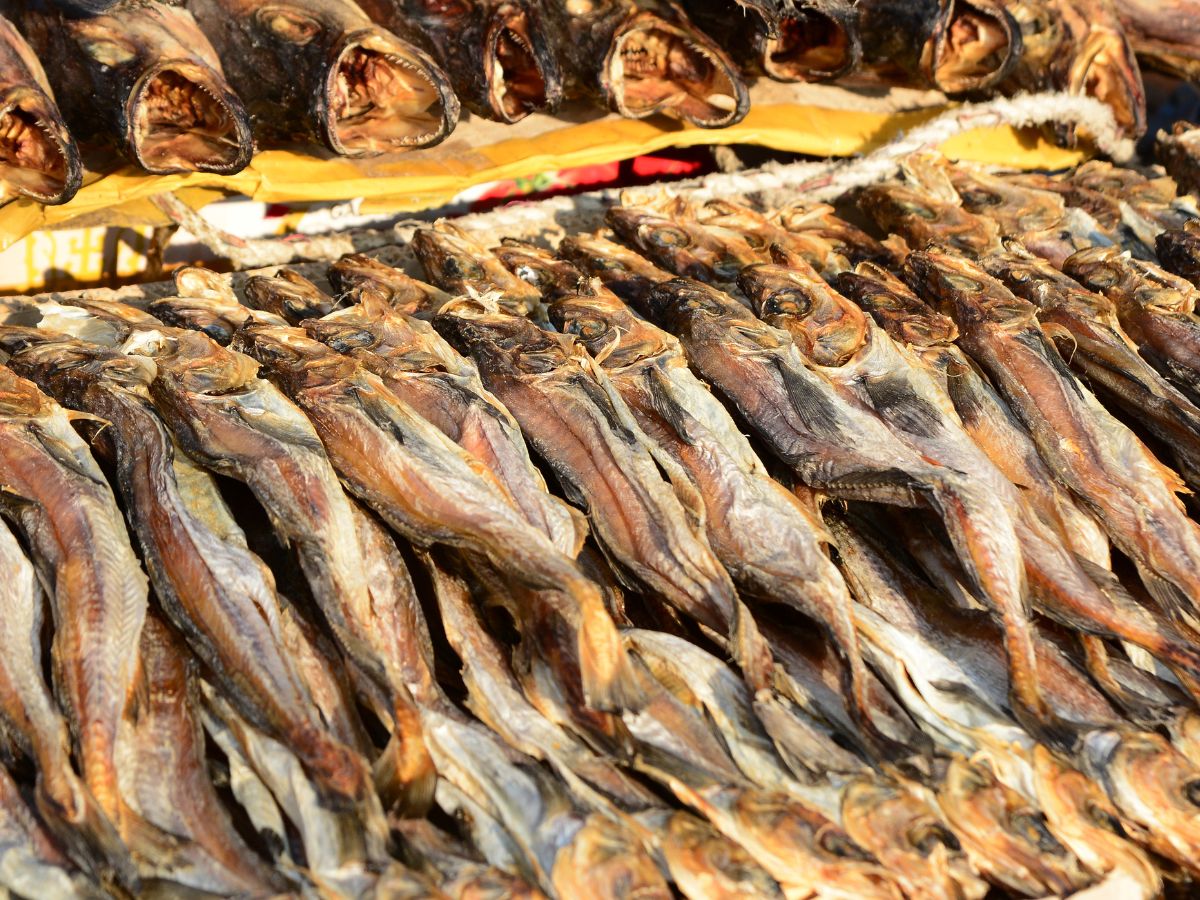 먹태 황태 차이