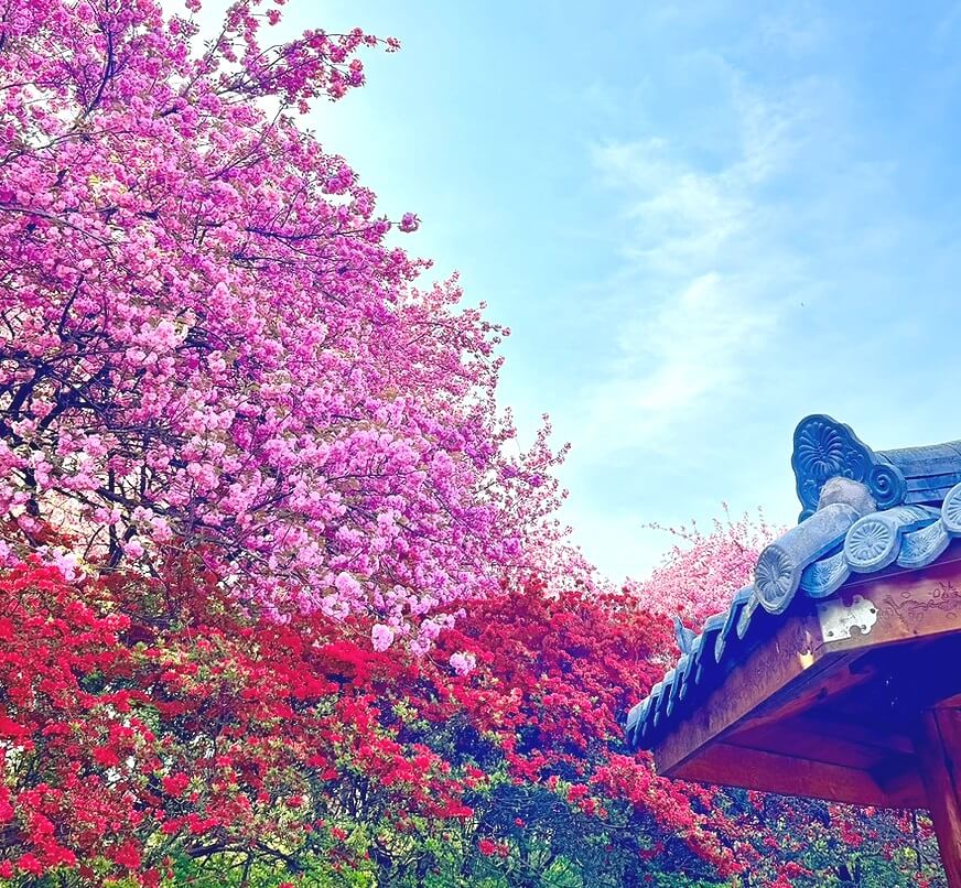 2025 전주 완산 꽃동산 여행 가이드 사진