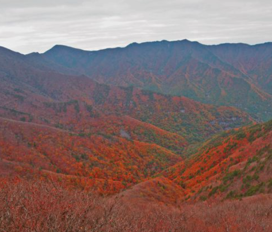 강원도 2025 단풍 산행 추천 코스 ❘ 설악산&middot;오대산&middot;치악산 절정 시기 안내