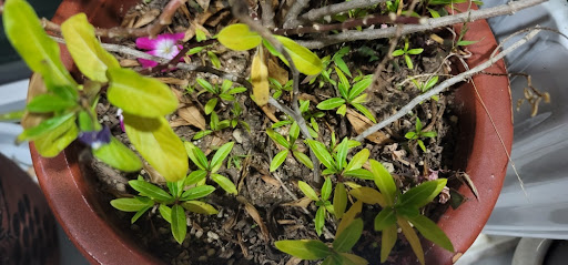 새싹들이 꽤 자라나서 화분에 가득 올라오고 있는 모습