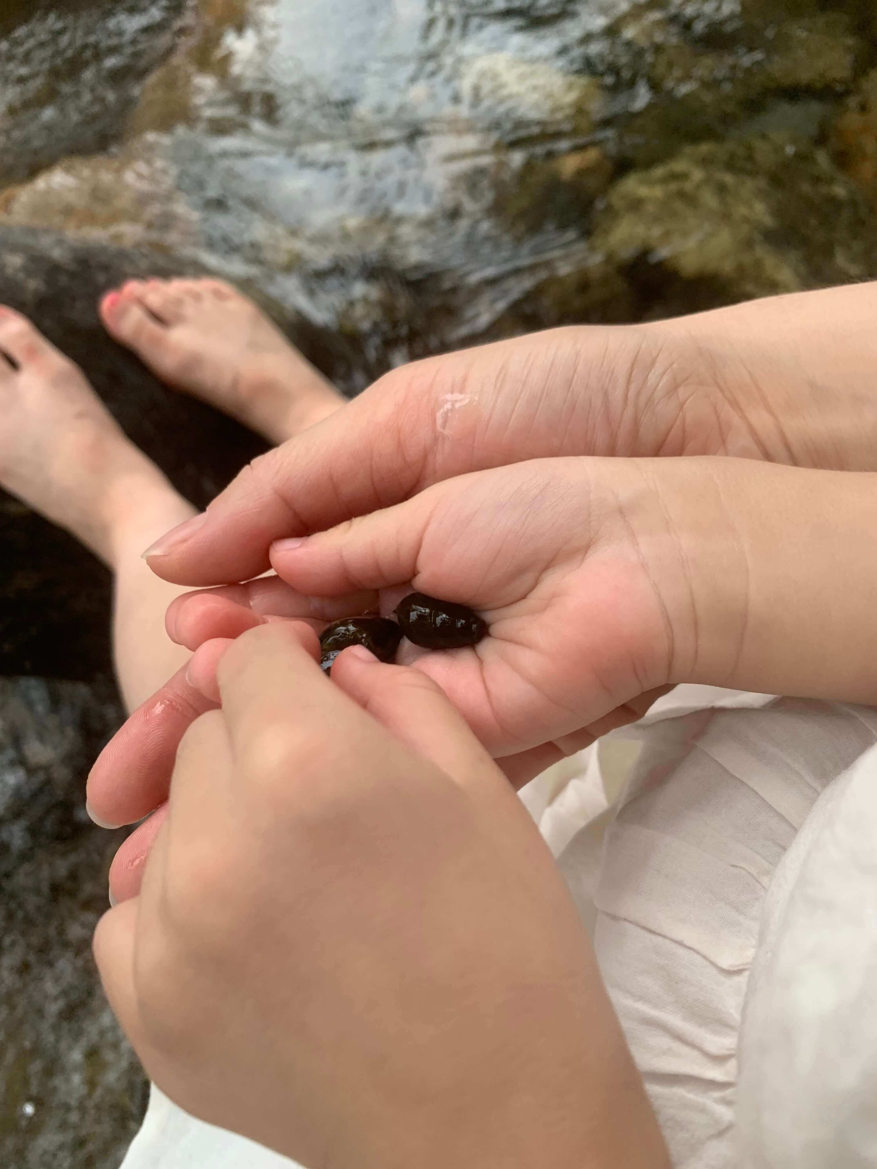 맑은 물에 잡은 다슬기