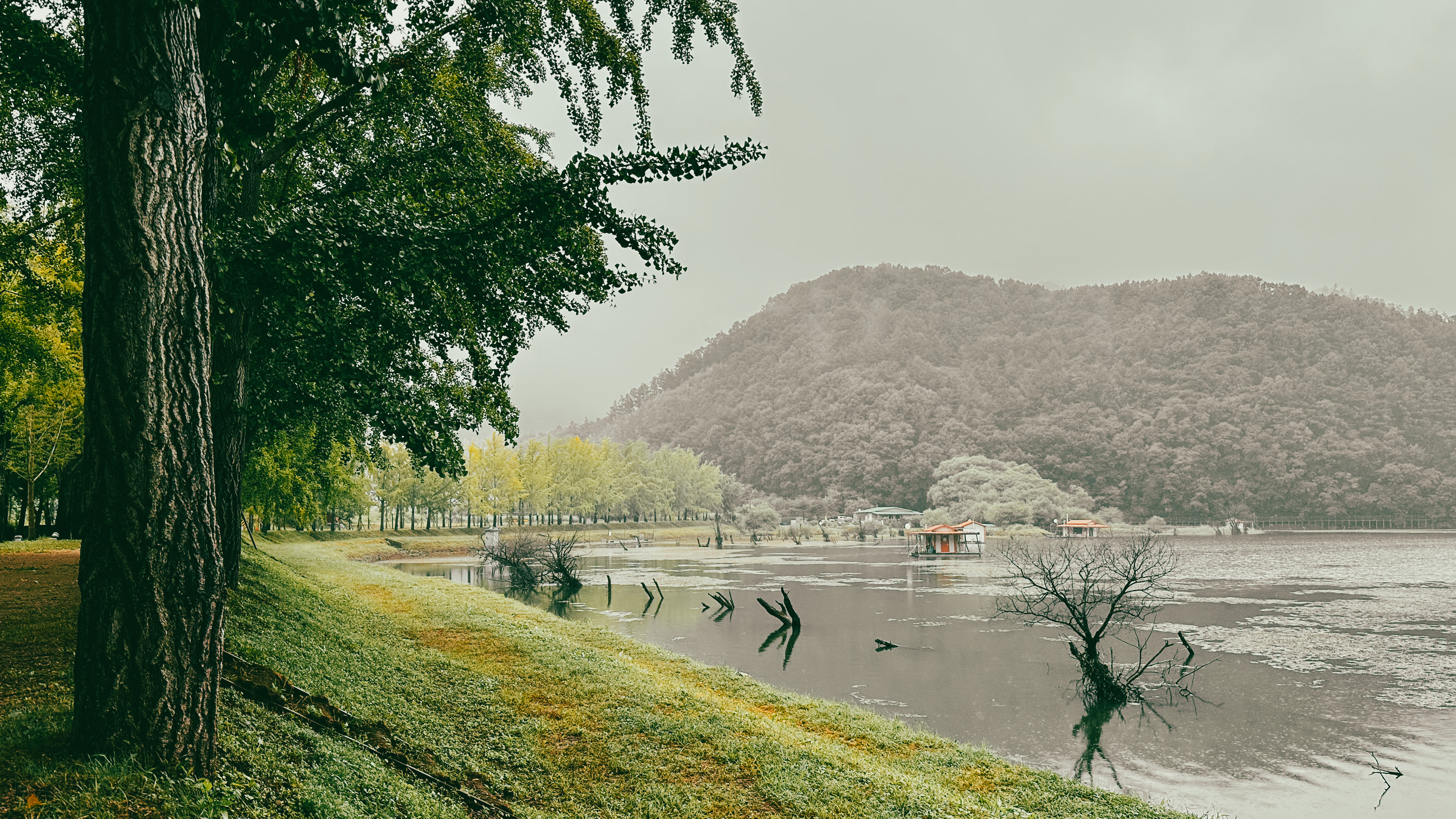 문광저수지 은행 나무길