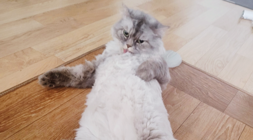 고양이 그루밍 헤어볼 예방