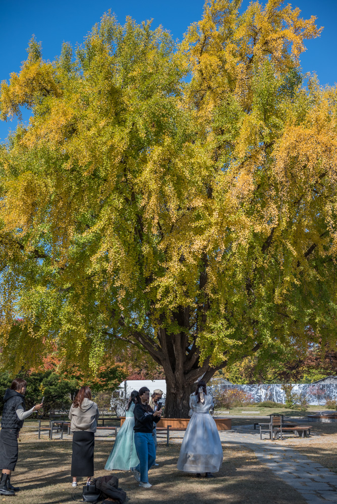 은행 단풍 맛집 경복궁 돌담길