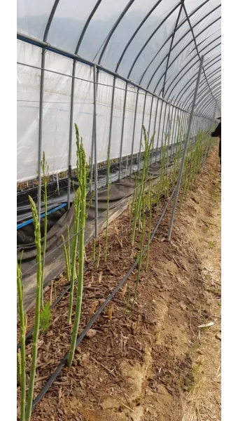 아스파라거스 재배 이식 시기 순 수확 내한성 관리_13