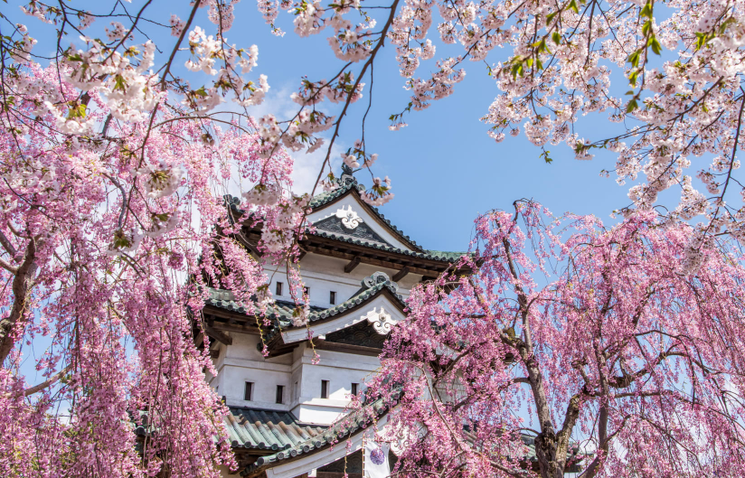 ์ผ๋ณธ ๋ฒ๊ฝ ๋ช
์