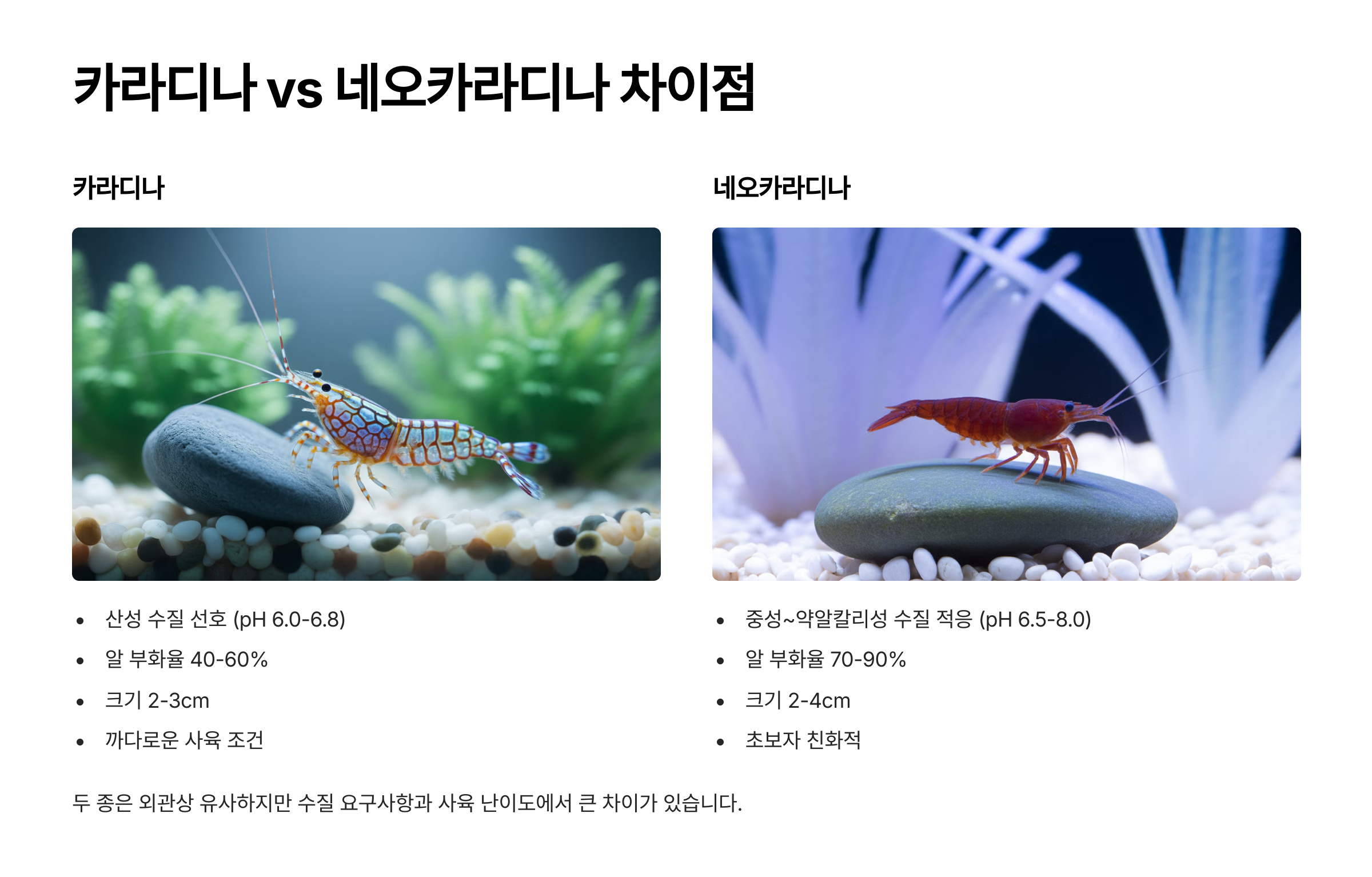 카라디나 vs 네오카라디나 차이점