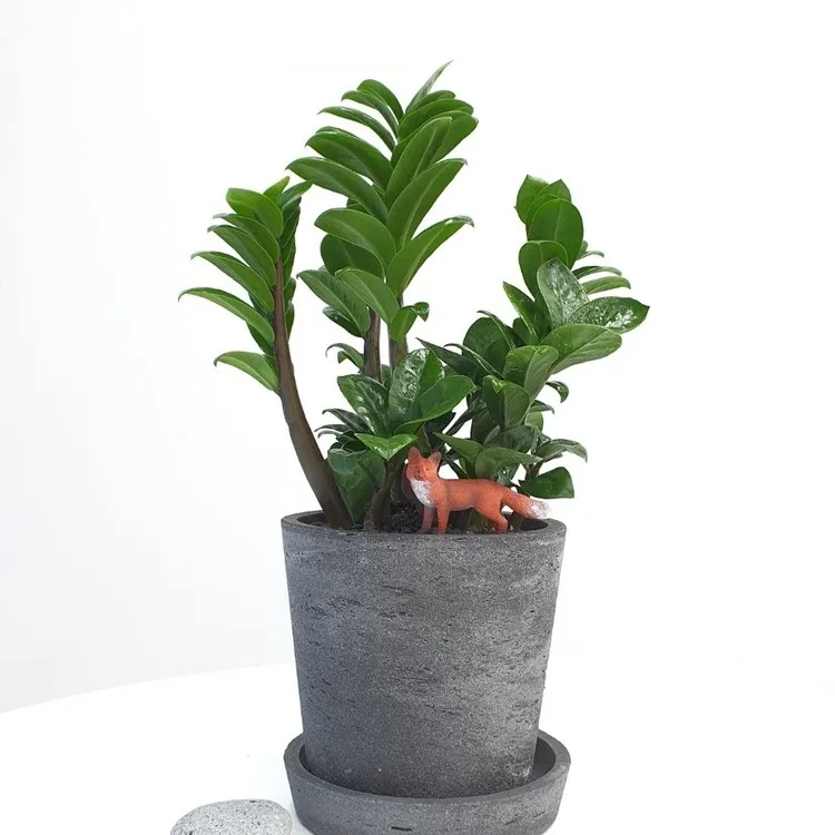 보석금전수 물주기 키우기 잎꽂이 꽃 노란잎 관리 재물운_5