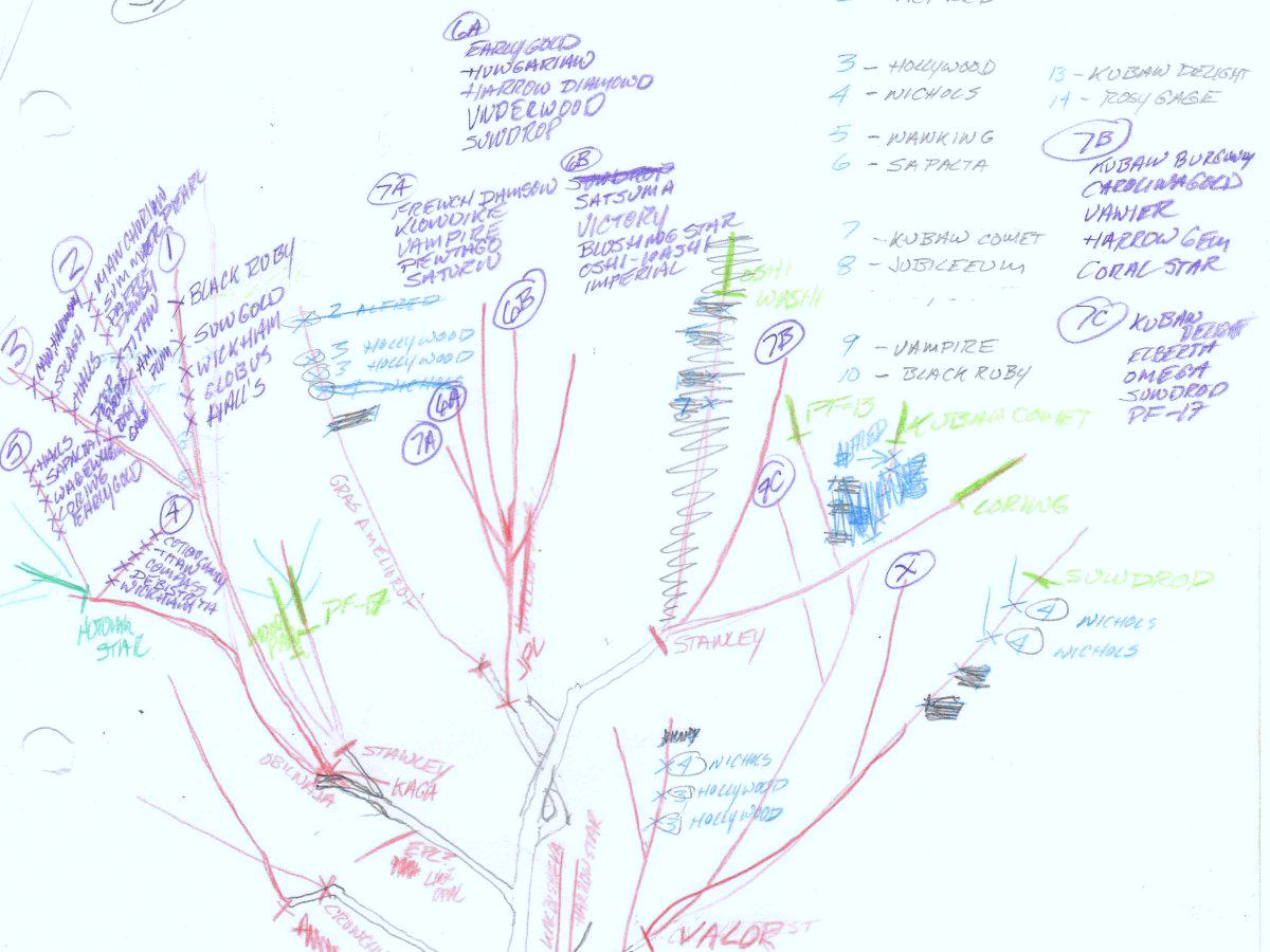 줄기에 어떤 가지를 접붙일지 계획한 그림