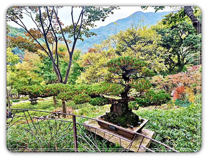 화담숲_소나무-분재