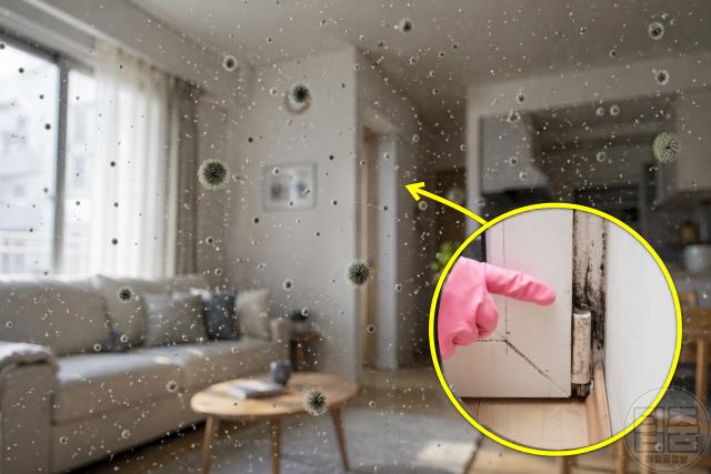 알레르기 비염 가려움증 원인 곰팡이