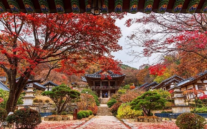 단풍시기