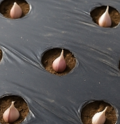 마늘 심는 시기