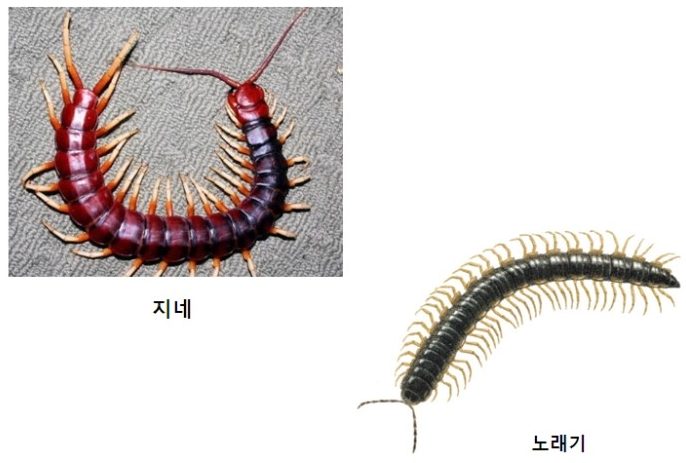 노래기 지네 차이