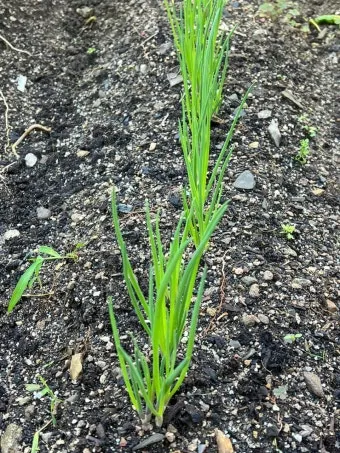 텃밭 부추 쪽파 재배 다년생 관리 수확주기 웃거름 월동_16