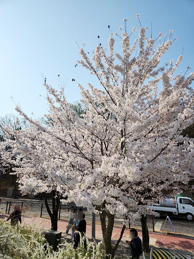 윤중로에서 제일 멋있었던 나무