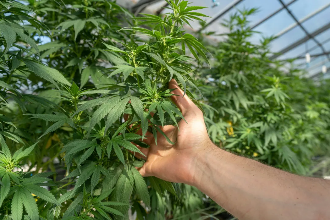 대마-사진