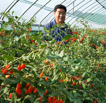 6시내고향 청양 구기자 판매처 및 주문