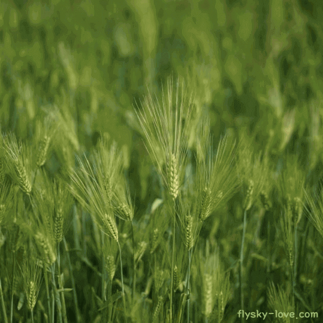 건강식품 보리의 효능