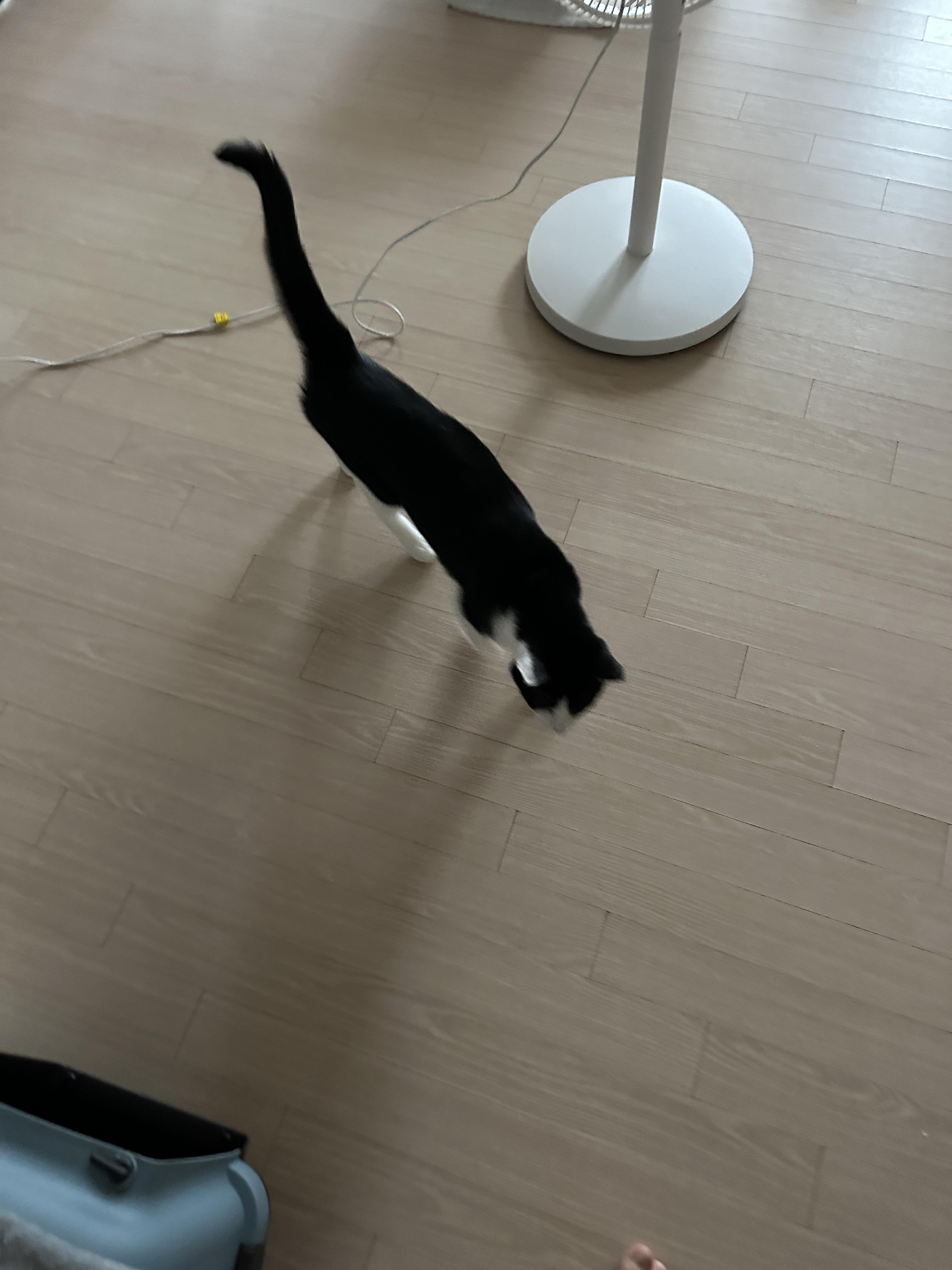 엄마가_반가운_젖소냥이_두리