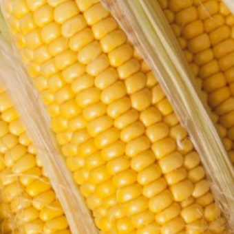 초당옥수수란? 유명 산지(의령&amp;#44; 밀양 등)