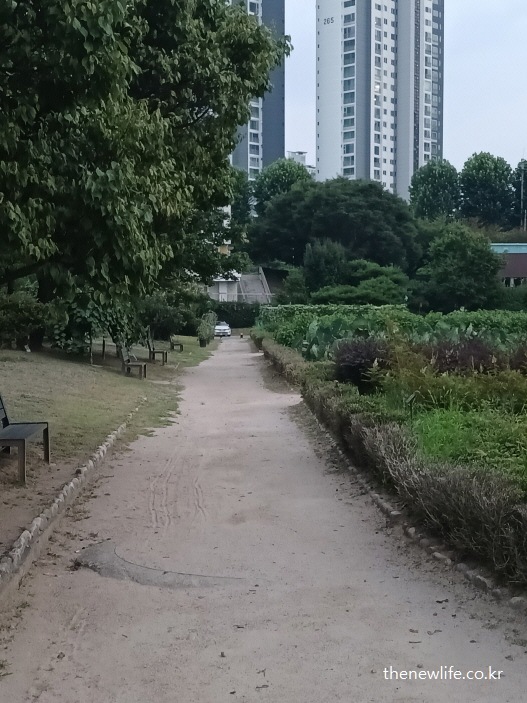 식후 혈당 낮추는 방법으로 적합한 그늘진 흙길 산책로 전경