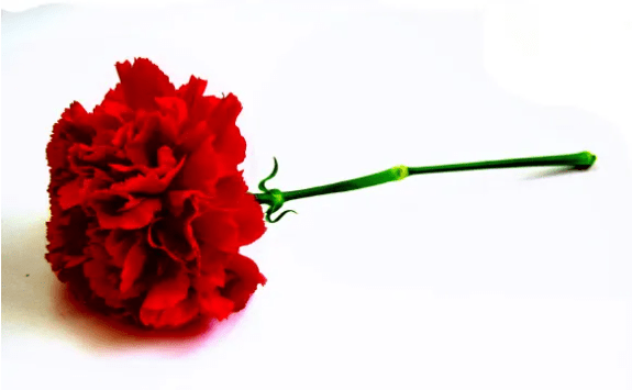 부모님께-전하고-싶은-진심