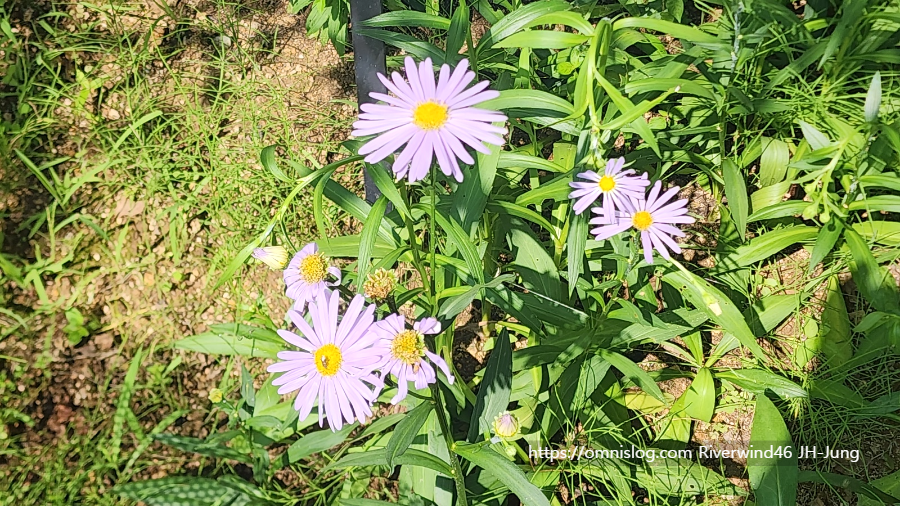 벌개미취(Aster koraiensis) 자원(紫苑)