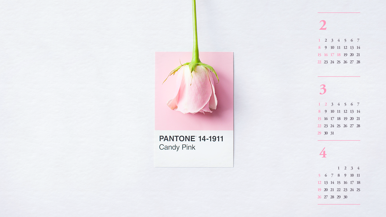 01 분홍 장미 B - 2026년3월 달력배경화면