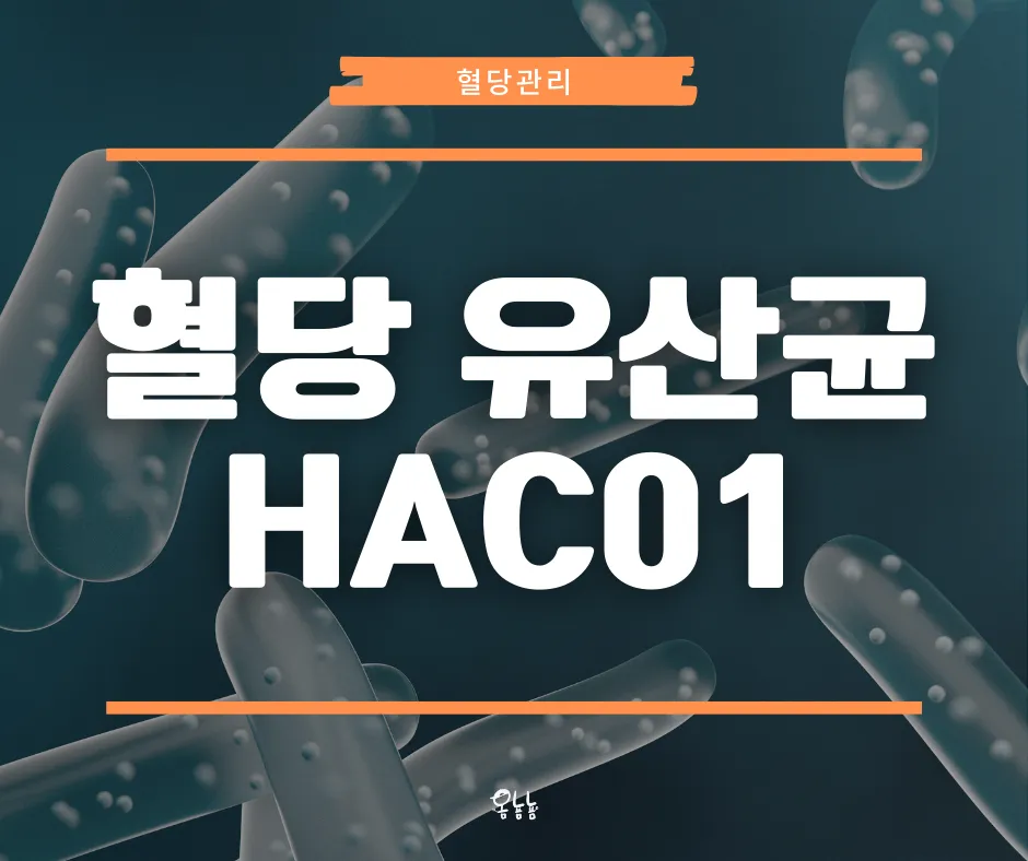 혈당 유산균 HAC01