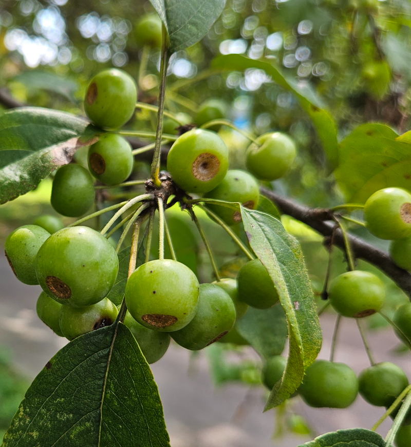 야광나무 열매1