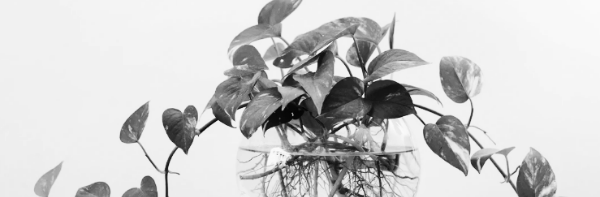 물꽂이 번식 ⑤ 발근제 필요성