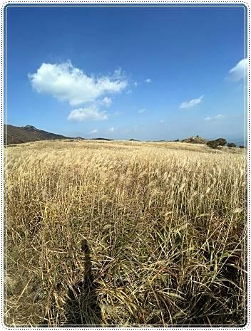 황매산-억새축제