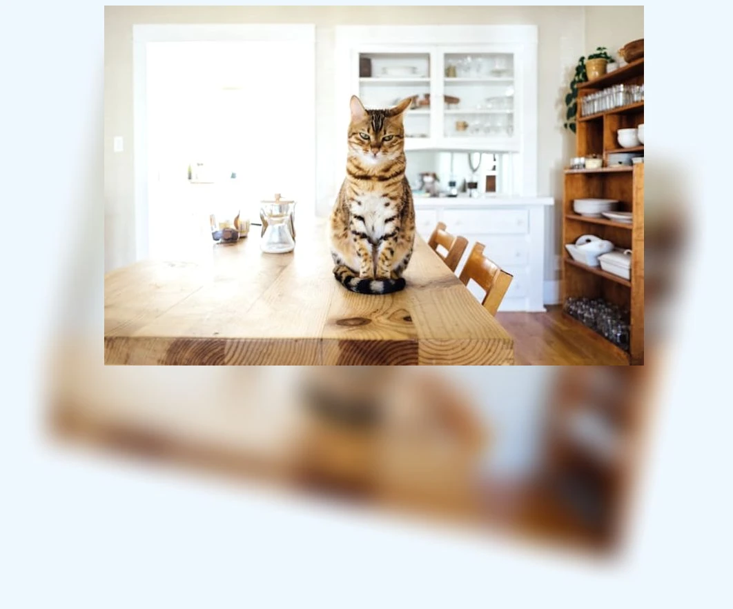 고양이 사냥 본능_2_subsection