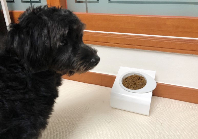 강아지영양제 원미닛펫 프로바이오틱스 후기