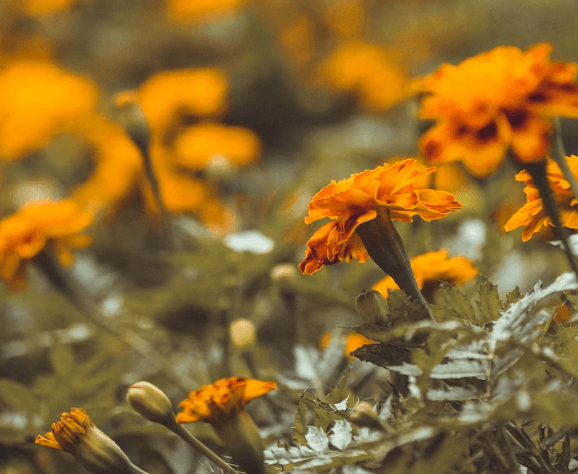 한해살이 식물 마리골드