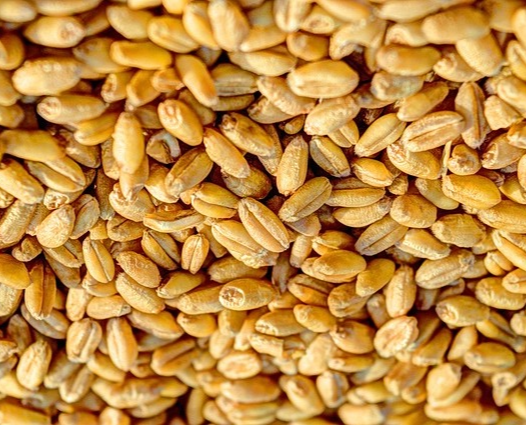 카무트 효소 효능