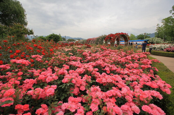[5월 축제]2025 곡성 세계장미축제❘장미 실시간 개화 상황, 입장권 예매 방법, 프로그램 및 일정, 체험 가이드