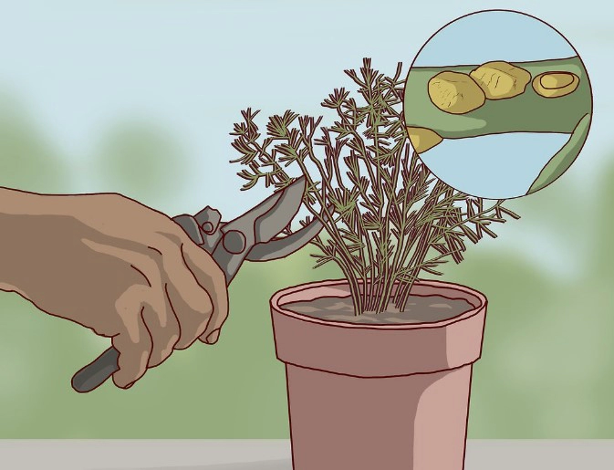 아스파라거스 키우기 화분 재배방법