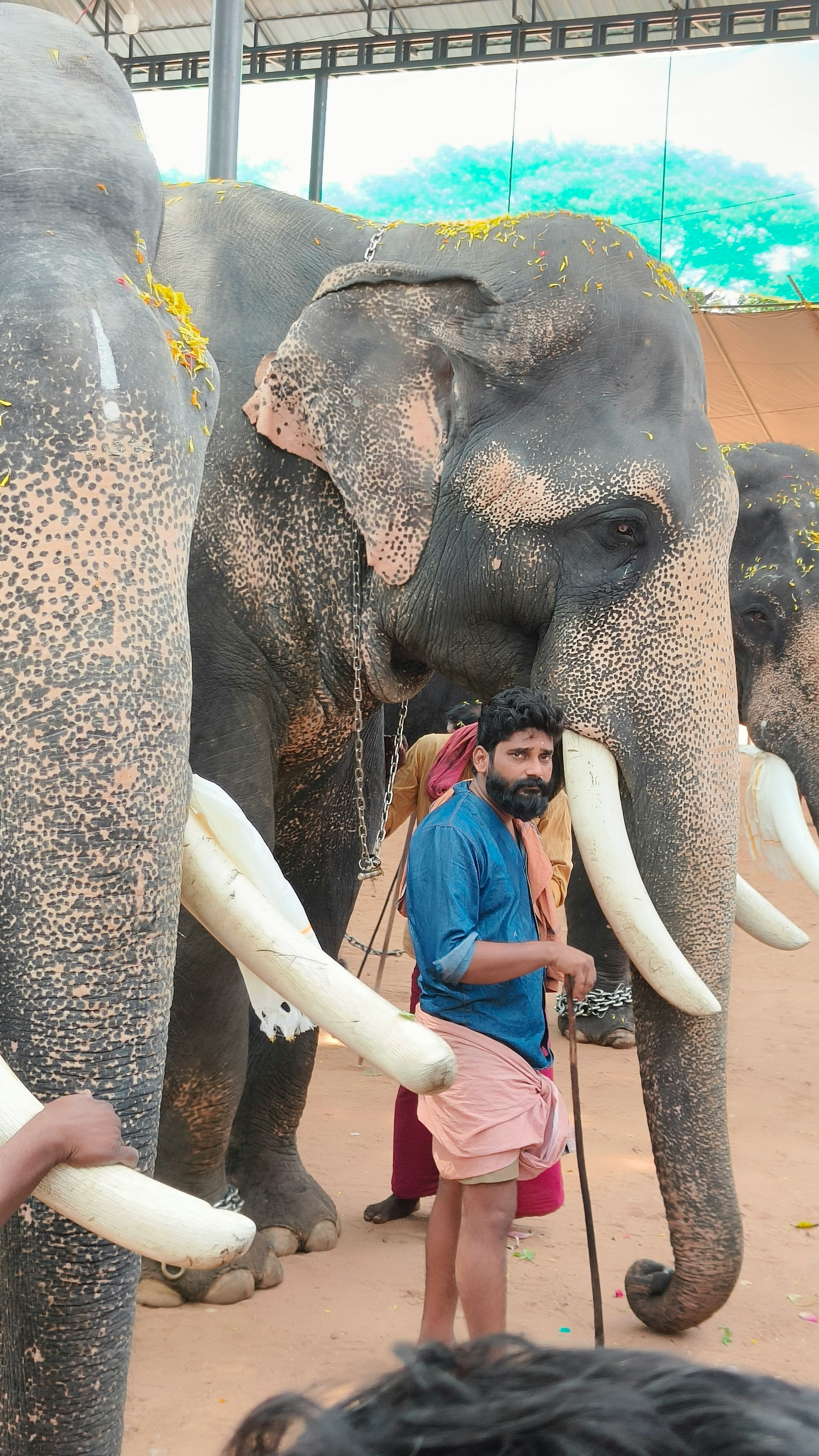 스리랑카 테마 마운틴 코끼리 축제