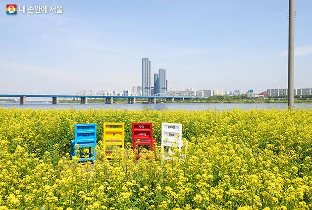 서래섬 유채꽃 축제 2025 서울 봄꽃 명소_3