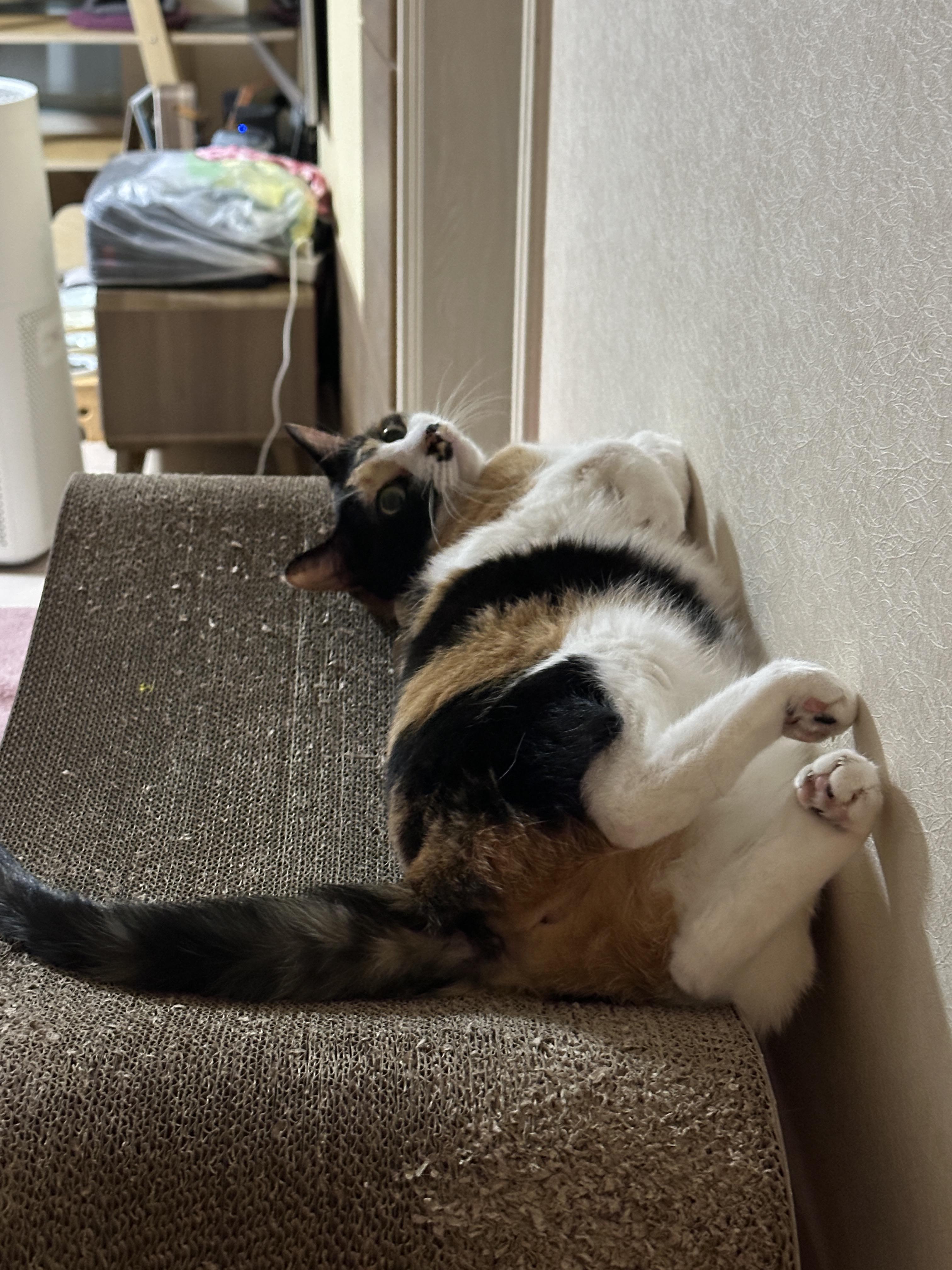 스크래쳐_위에_발라당_누워서_엄마_쳐다보는_다다_2