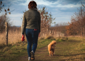 여름철 강아지 산책 적정 시간, 주의사항 정리(강아지 사람 온도차이)
