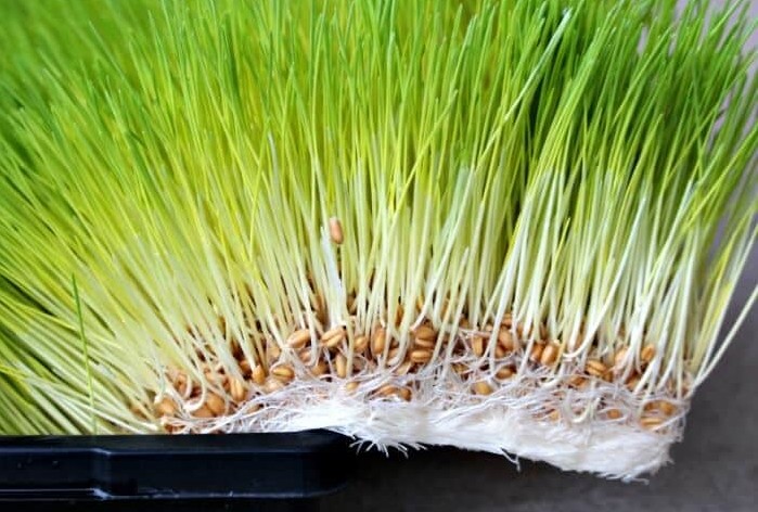 새싹보리 효능 골다공증 예방