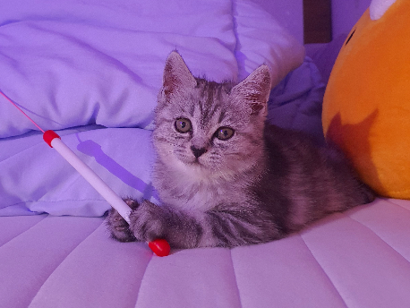 고양이 키우기