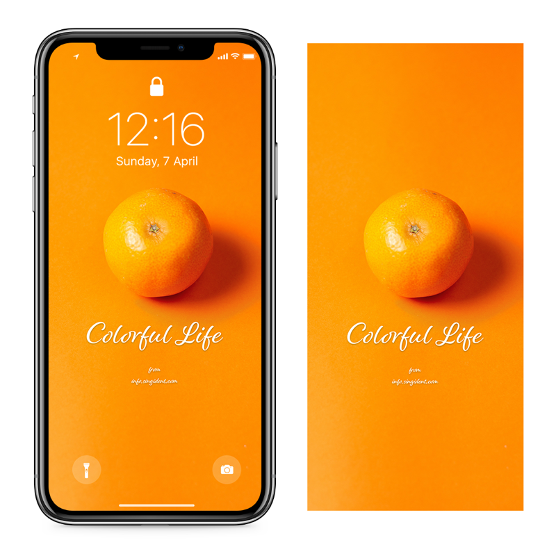 03 귤 C - Colorful Life 아이폰주황색배경화면