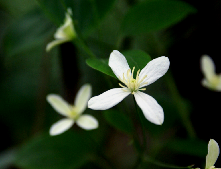 관절통증에 좋은 위령선